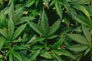 Discrimination and detainment: the stark realities behind medical cannabis