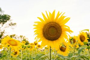 Surge in people seeking advice on heat exhaustion and hay fever 